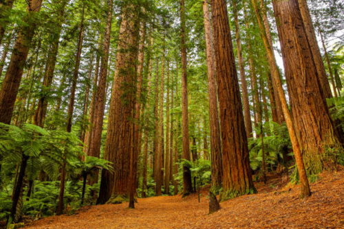 Redwoods Forest